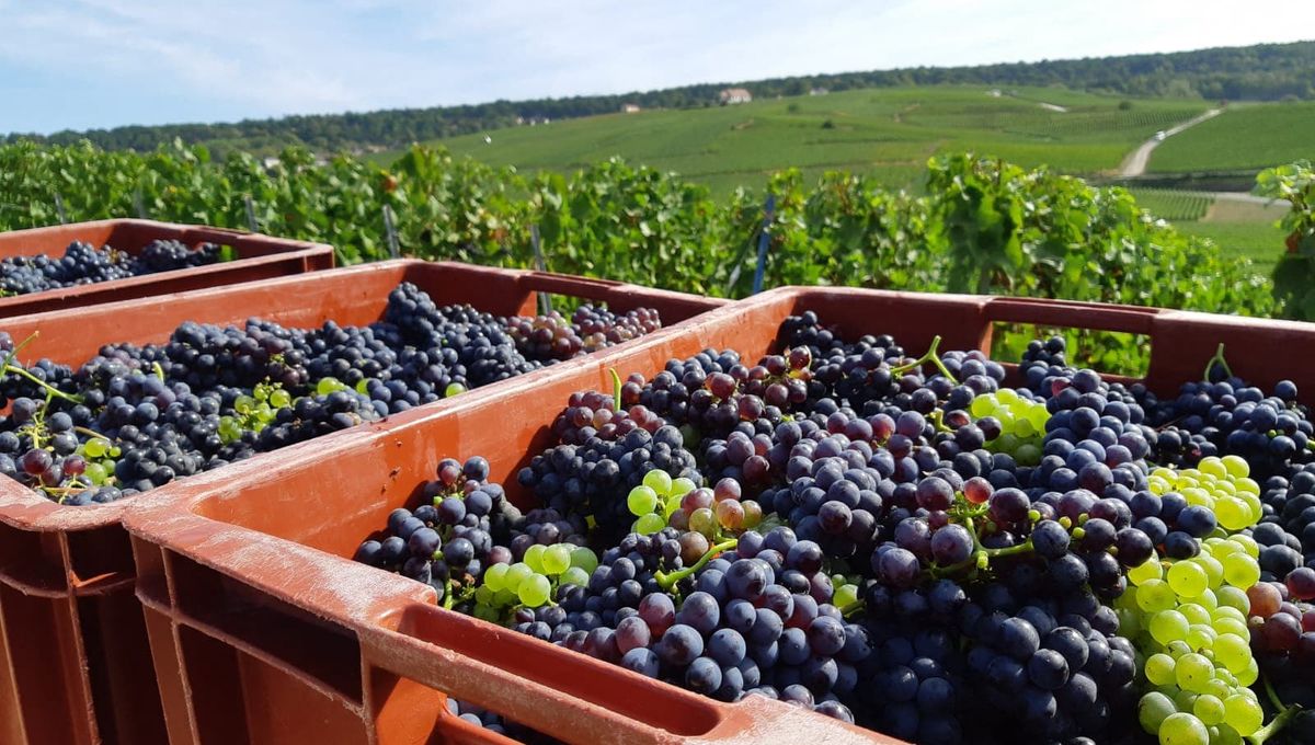 Prestations viticoles