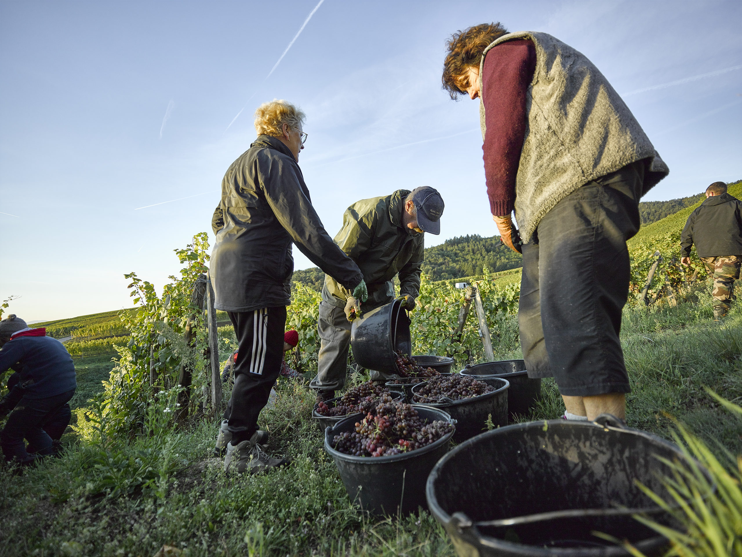 Vendangeurs au travail
