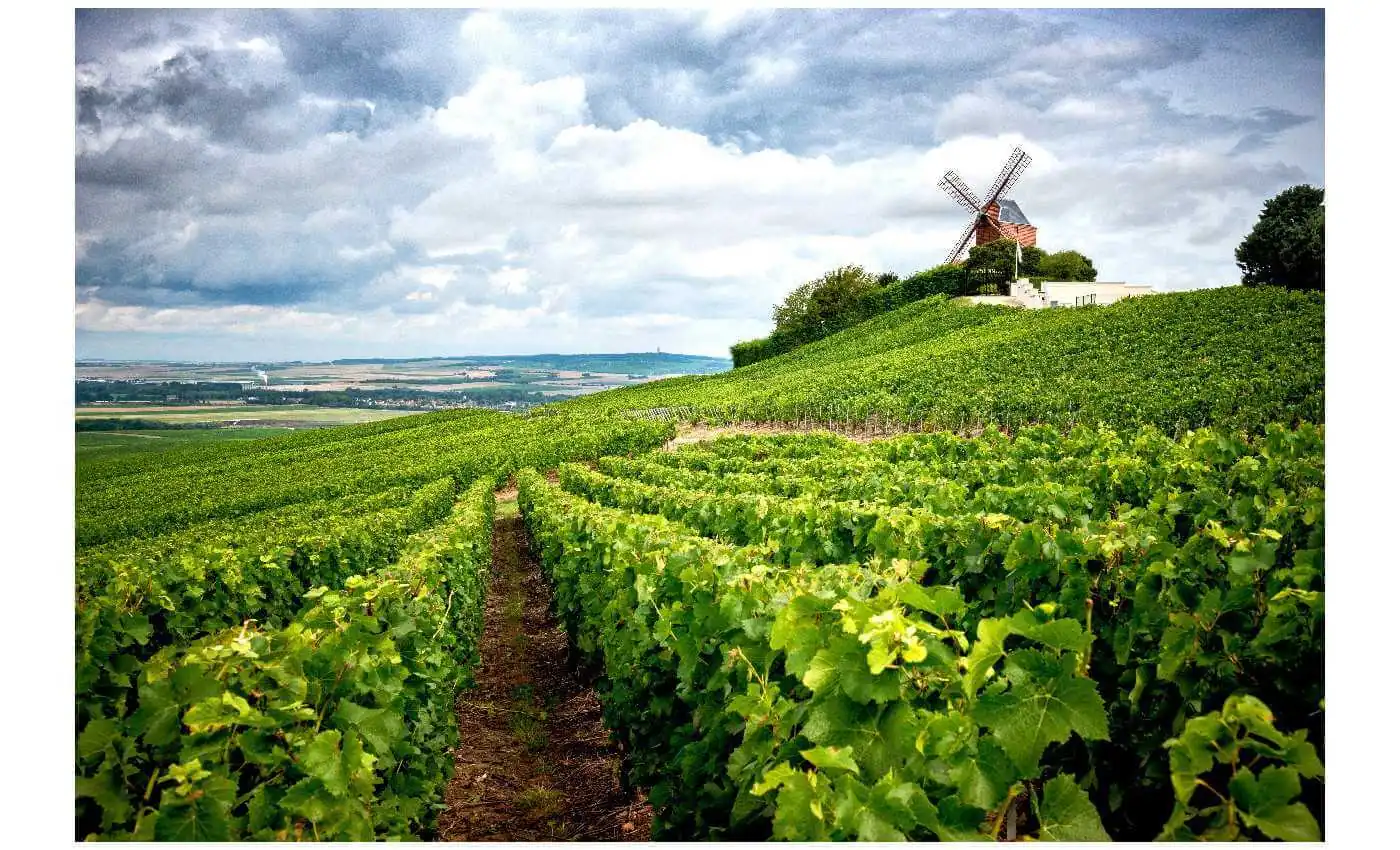 Vignoble en Champagne
